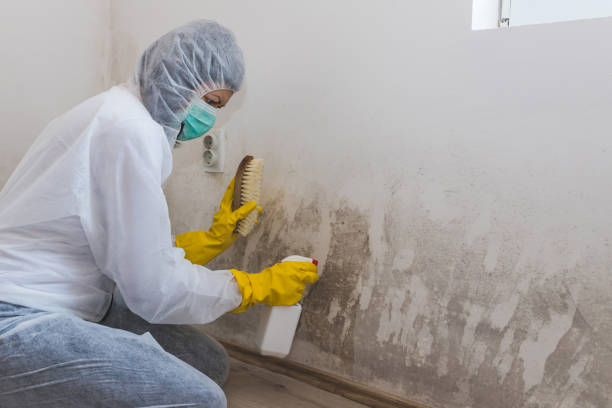 Biohazard Mold Removal in Churchill, OH